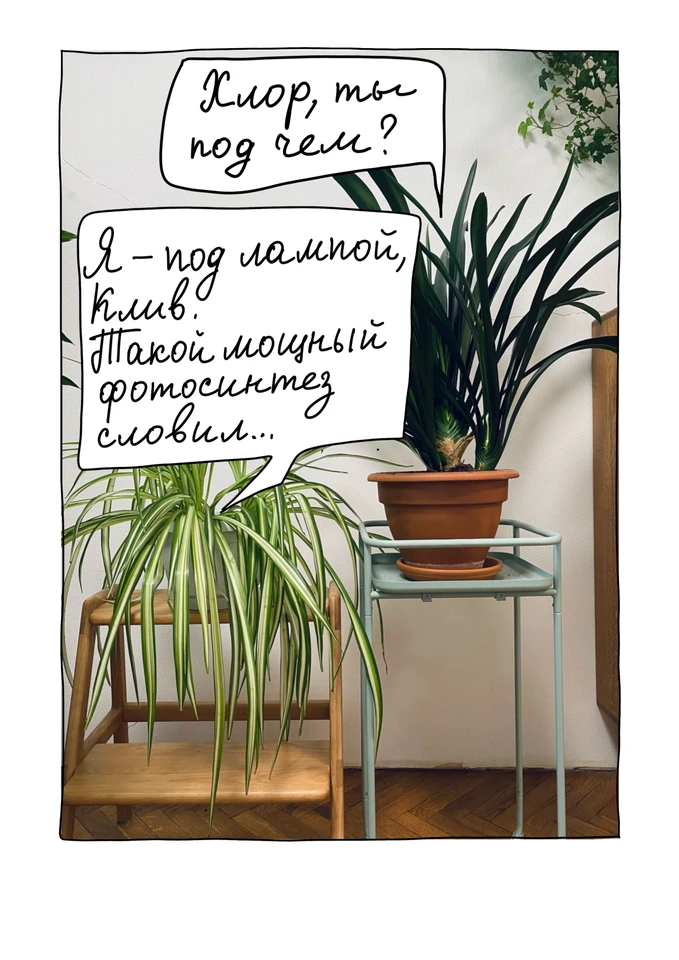 Комнатные растения в горшках с диалоговыми облачками комикса